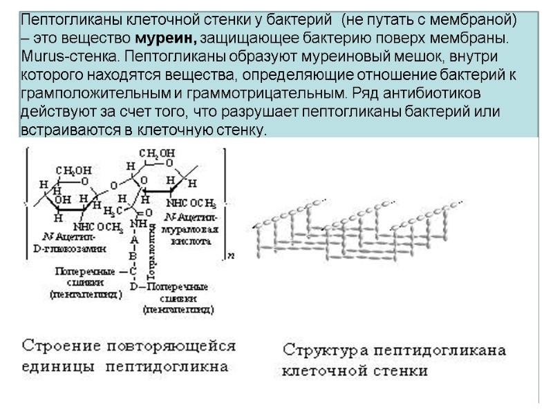Пептогликаны клеточной стенки у бактерий  (не путать с мембраной) – это вещество муреин,